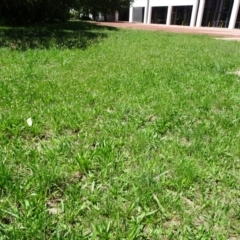 Plantago lanceolata at Canberra, ACT - 1 Dec 2018