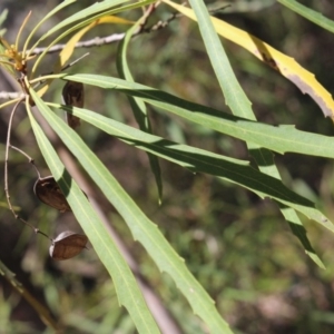 Lomatia myricoides at Forbes Creek, NSW - 2 Dec 2018 12:30 PM