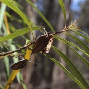 Lomatia myricoides at Forbes Creek, NSW - 2 Dec 2018 12:30 PM