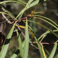 Lomatia myricoides at Forbes Creek, NSW - 2 Dec 2018 12:30 PM