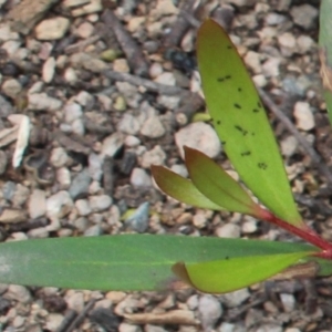 Persoonia silvatica at Forbes Creek, NSW - 2 Dec 2018 11:55 AM