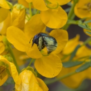 Xylocopa (Lestis) aerata at Acton, ACT - 5 Nov 2018