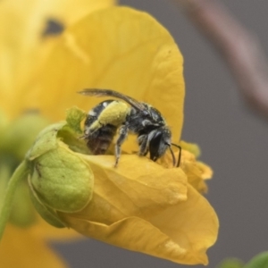 Lasioglossum (Chilalictus) sp. (genus & subgenus) at Acton, ACT - 5 Nov 2018 12:04 PM