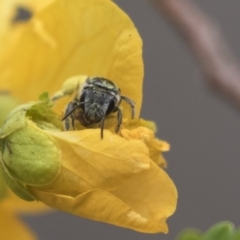 Lasioglossum (Chilalictus) sp. (genus & subgenus) at Acton, ACT - 5 Nov 2018 12:04 PM