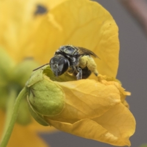 Lasioglossum (Chilalictus) sp. (genus & subgenus) at Acton, ACT - 5 Nov 2018 12:04 PM