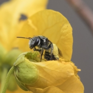 Lasioglossum (Chilalictus) sp. (genus & subgenus) at Acton, ACT - 5 Nov 2018 12:04 PM