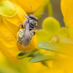 Lasioglossum (Chilalictus) sp. (genus & subgenus) at Acton, ACT - 5 Nov 2018 12:04 PM