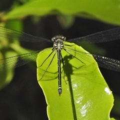 Austroargiolestes icteromelas (Common Flatwing) at Acton, ACT - 4 Dec 2018 by JohnBundock