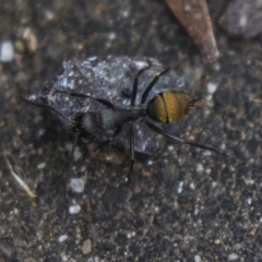 Camponotus aeneopilosus (A Golden-tailed sugar ant) at Acton, ACT - 5 Nov 2018 by Alison Milton