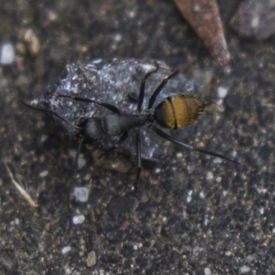 Camponotus aeneopilosus (A Golden-tailed sugar ant) at Acton, ACT - 5 Nov 2018 by AlisonMilton