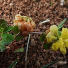 Trifolium campestre (Hop Clover) at Red Hill, ACT - 4 Dec 2018 by JohnBundock