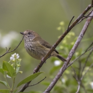 Acanthiza lineata at Hackett, ACT - 5 Nov 2018