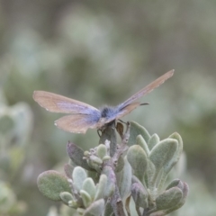 Theclinesthes serpentata (Saltbush Blue) at Acton, ACT - 5 Nov 2018 by Alison Milton