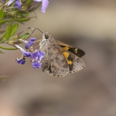 Trapezites phigalioides (Montane Ochre) at Acton, ACT - 5 Nov 2018 by Alison Milton