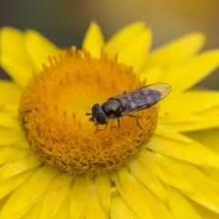 Melangyna viridiceps (Hover fly) at ANBG - 5 Nov 2018 by Alison Milton