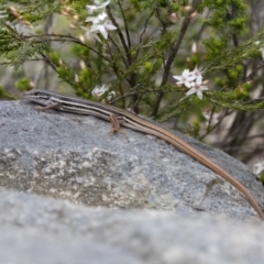 Ctenotus taeniolatus (Copper-tailed Skink) at Acton, ACT - 5 Nov 2018 by AlisonMilton