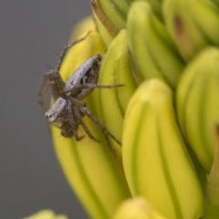 Oxyopes (genus) (Lynx spider) at Acton, ACT - 5 Nov 2018 by AlisonMilton