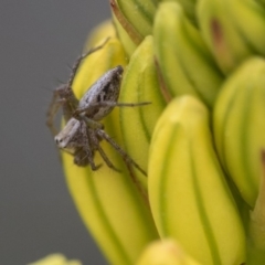 Oxyopes sp. (genus) (Lynx spider) at Acton, ACT - 5 Nov 2018 by Alison Milton