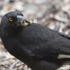 Strepera graculina (Pied Currawong) at Acton, ACT - 5 Nov 2018 by Alison Milton