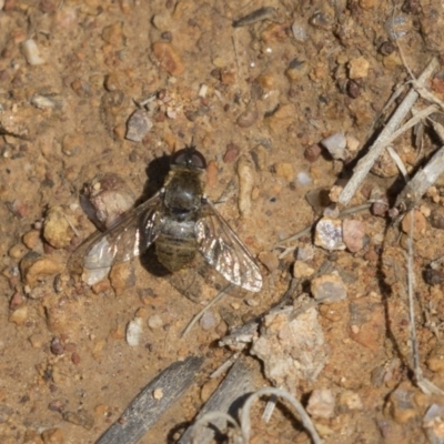 Villa sp. (genus) (Unidentified Villa bee fly) at Holt, ACT - 15 Nov 2018 by AlisonMilton