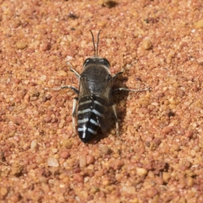 Bembix sp. (genus) (Unidentified Bembix sand wasp) at Hackett, ACT - 2 Dec 2018 by Alison Milton
