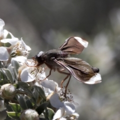 Comptosia stria (A bee fly) at Acton, ACT - 19 Nov 2018 by AlisonMilton