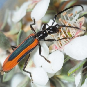 Stenoderus suturalis at Harolds Cross, NSW - 30 Nov 2018