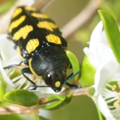 Castiarina octospilota (A Jewel Beetle) at Paddys River, ACT - 2 Dec 2018 by Harrisi