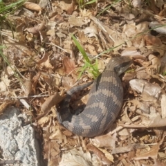 Tiliqua scincoides scincoides (Eastern Blue-tongue) at Lyneham, ACT - 29 Nov 2018 by jamiebarney