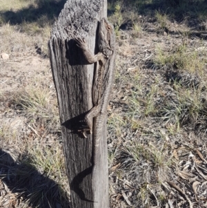 Pogona barbata at Tuggeranong DC, ACT - suppressed