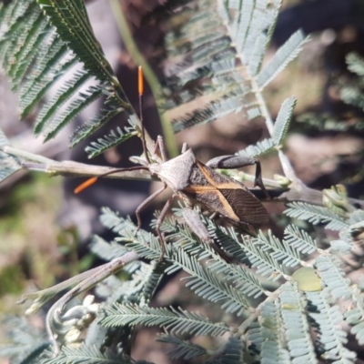 Mictis profana (Crusader Bug) at Bullen Range - 3 Dec 2018 by jamie.barney