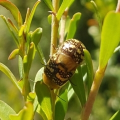 Paropsis pictipennis (Tea-tree button beetle) at Bullen Range - 3 Dec 2018 by jamie.barney