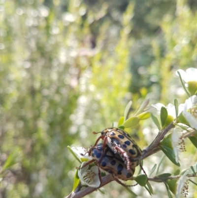 Neorrhina punctatum (Spotted flower chafer) at Paddys River, ACT - 3 Dec 2018 by jamiebarney