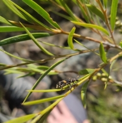 Eleale pulchra (Clerid beetle) at Paddys River, ACT - 3 Dec 2018 by jamiebarney