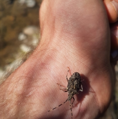 Alcaeus varicornis (Acacia shield bug) at Paddys River, ACT - 3 Dec 2018 by jamie.barney
