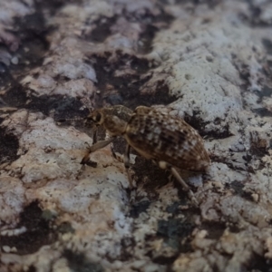 Rhinaria sp. (genus) at Paddys River, ACT - 3 Dec 2018