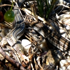 Ctenotus robustus (Robust Striped-skink) at Googong, NSW - 4 Dec 2018 by Wandiyali