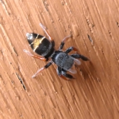 Apricia jovialis (Jovial jumping spider) at Googong, NSW - 4 Dec 2018 by Wandiyali