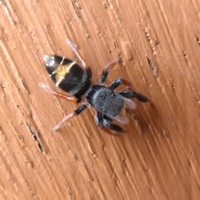 Apricia jovialis (Jovial jumping spider) at Wandiyali-Environa Conservation Area - 4 Dec 2018 by Wandiyali