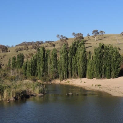 Populus nigra (Lombardy Poplar) at Tennent, ACT - 1 Dec 2018 by michaelb