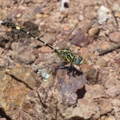 Austrogomphus cornutus (Unicorn Hunter) at Woodstock Nature Reserve - 3 Dec 2018 by Christine