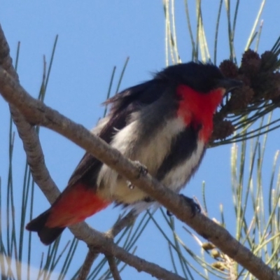 Dicaeum hirundinaceum (Mistletoebird) at Dunlop, ACT - 3 Dec 2018 by Christine