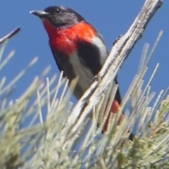 Dicaeum hirundinaceum at Dunlop, ACT - 3 Dec 2018