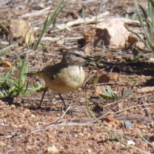 Acanthiza chrysorrhoa at Dunlop, ACT - 3 Dec 2018