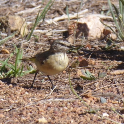 Acanthiza chrysorrhoa (Yellow-rumped Thornbill) at Woodstock Nature Reserve - 3 Dec 2018 by Christine