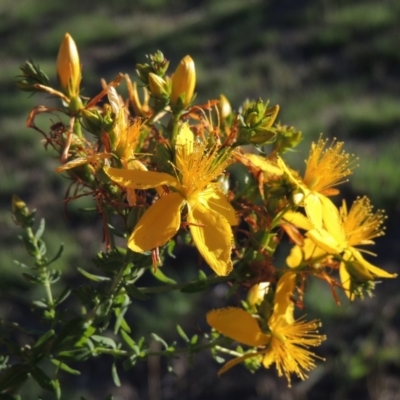 Hypericum perforatum (St John's Wort) at Tharwa, ACT - 1 Dec 2018 by michaelb