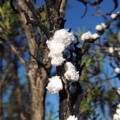 Callococcus acaciae (Burgan woolly scale) at Tharwa, ACT - 1 Dec 2018 by michaelb