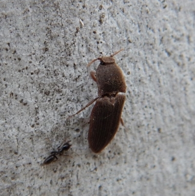 Agrypnus sp. (genus) (Rough click beetle) at Cook, ACT - 4 Dec 2018 by CathB