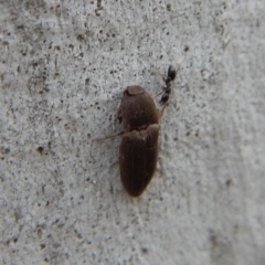 Agrypnus sp. (genus) at Cook, ACT - 4 Dec 2018 05:28 PM