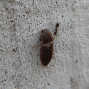 Agrypnus sp. (genus) at Cook, ACT - 4 Dec 2018